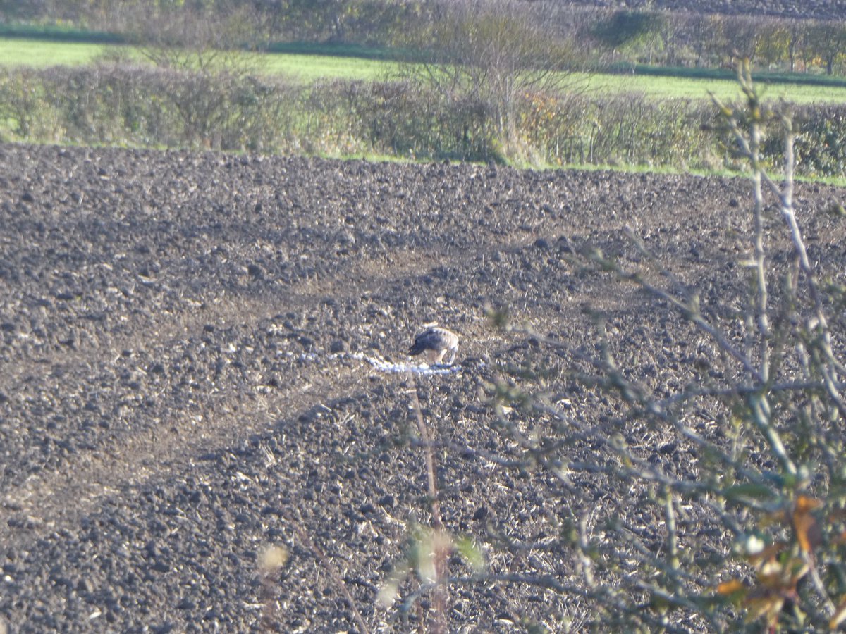 PaulHeather9's tweet photo. Peregrine Falcon ( I believe) x 2 in the field behind our house in Cockfield. Not the usual sighting expected here. #birds #Suffolk #cockfield https://t.co/EARsly4AKY