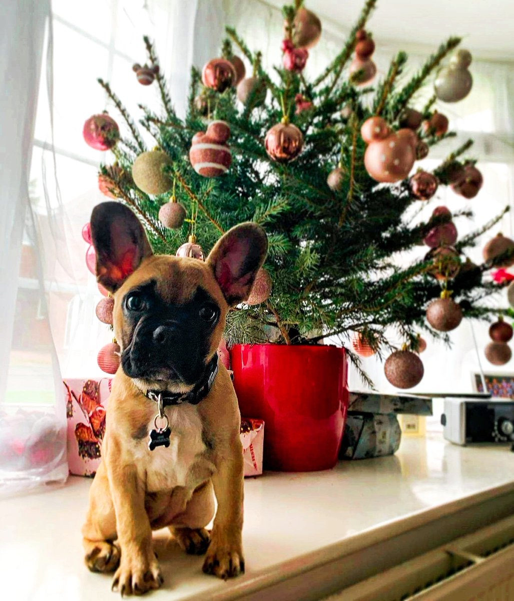AnimalEvalution's tweet photo. Too soon? Absowoofly not!
Minnie has put up her #ChristmasTree, have you? 🎄

#Christmas2020 #Christmas #ChristmasIsComing #frenchbulldog #dogsoftwitter #sundayvibes https://t.co/oqaaHhyXny