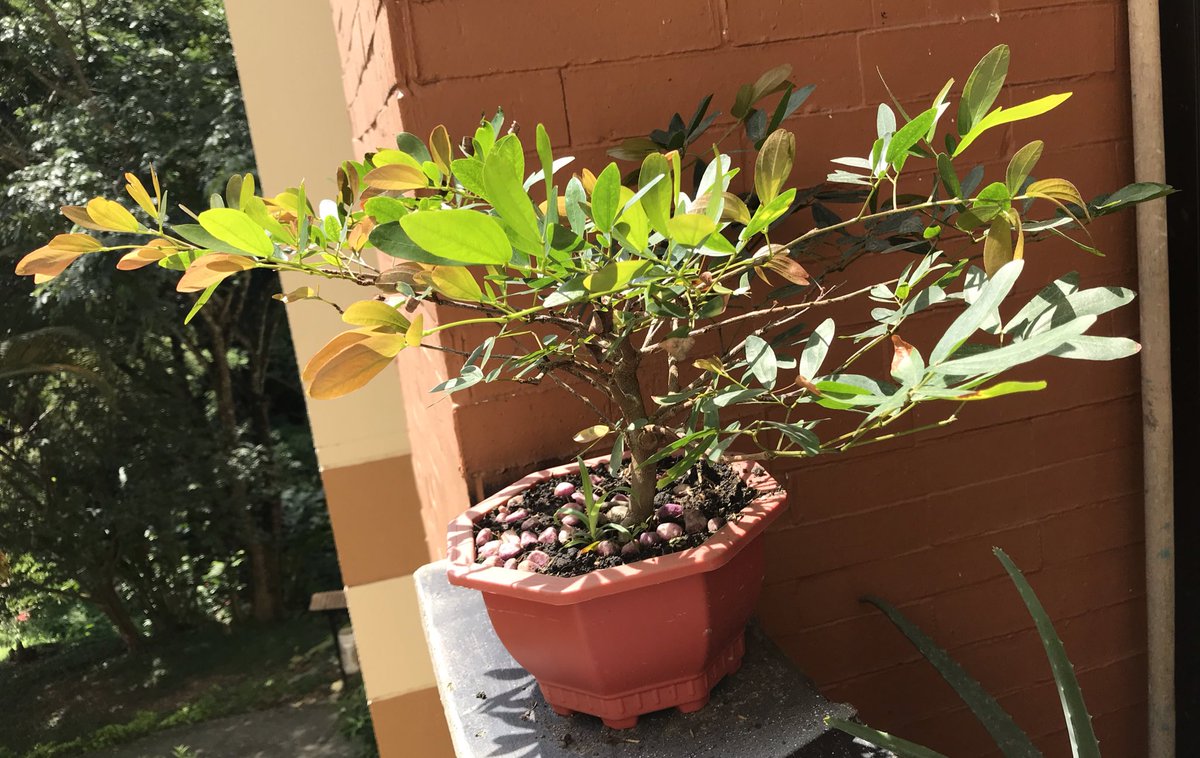 juancemilo's tweet image. 