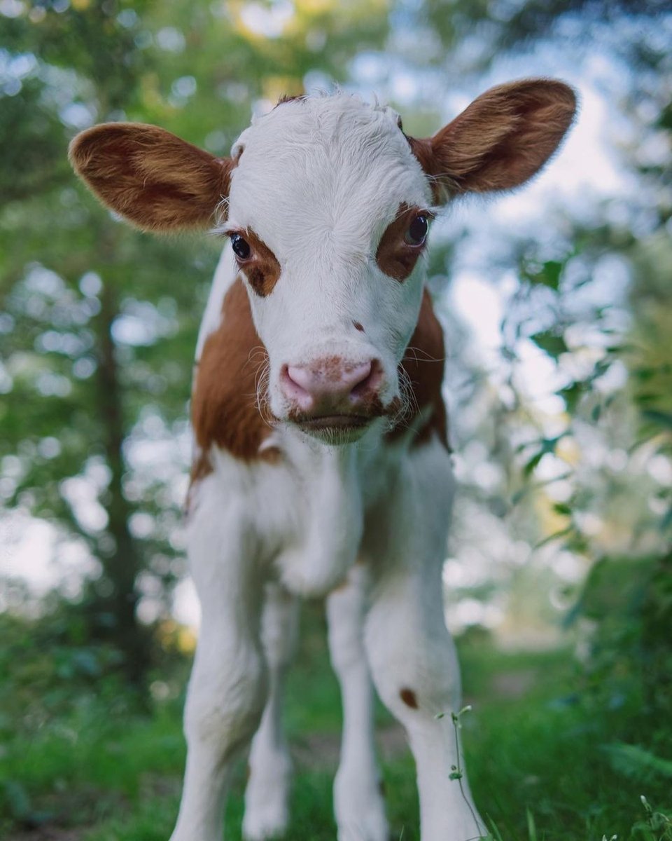 Fluffyroastery's tweet photo. must.... hug... baby... grass puppy!!!!!!!!! 🤯😭🤯😭 https://t.co/4Ddu0Eod5f