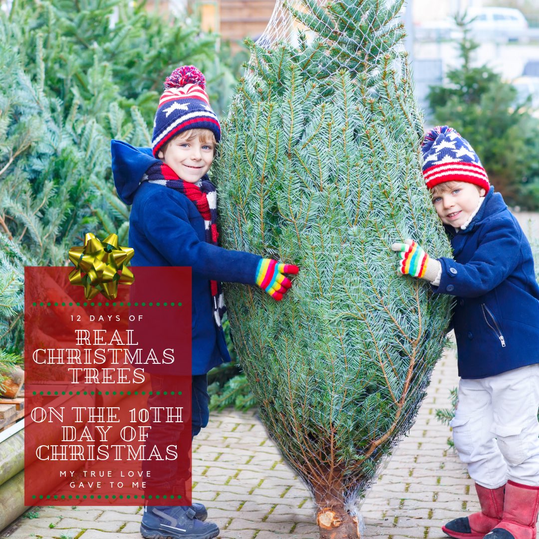 RealTrees's tweet image. On the 10th day of Christmas my true love gave to me, a beautiful, American-grown Real Christmas Tree. Most artificial trees (85%) sold in the U.S. are imported from China, according to the U.S. Commerce Department. #christmas #farmgrown #Christmas2020