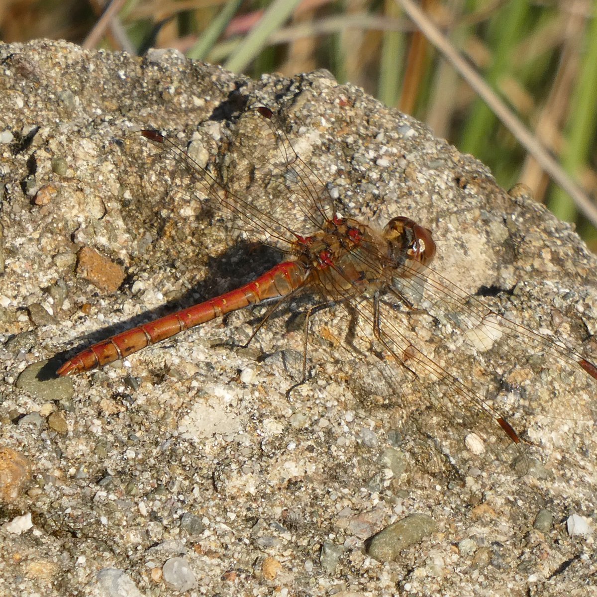 jmpicasprat's tweet photo. #eltempstv3 #libèllula #libellula #libellules #libelula #libélula #odonat #odonats #odonates #odonato #odonatos #casserres #dragonfly #espiadimonis https://t.co/0F8Z3NXIWS
