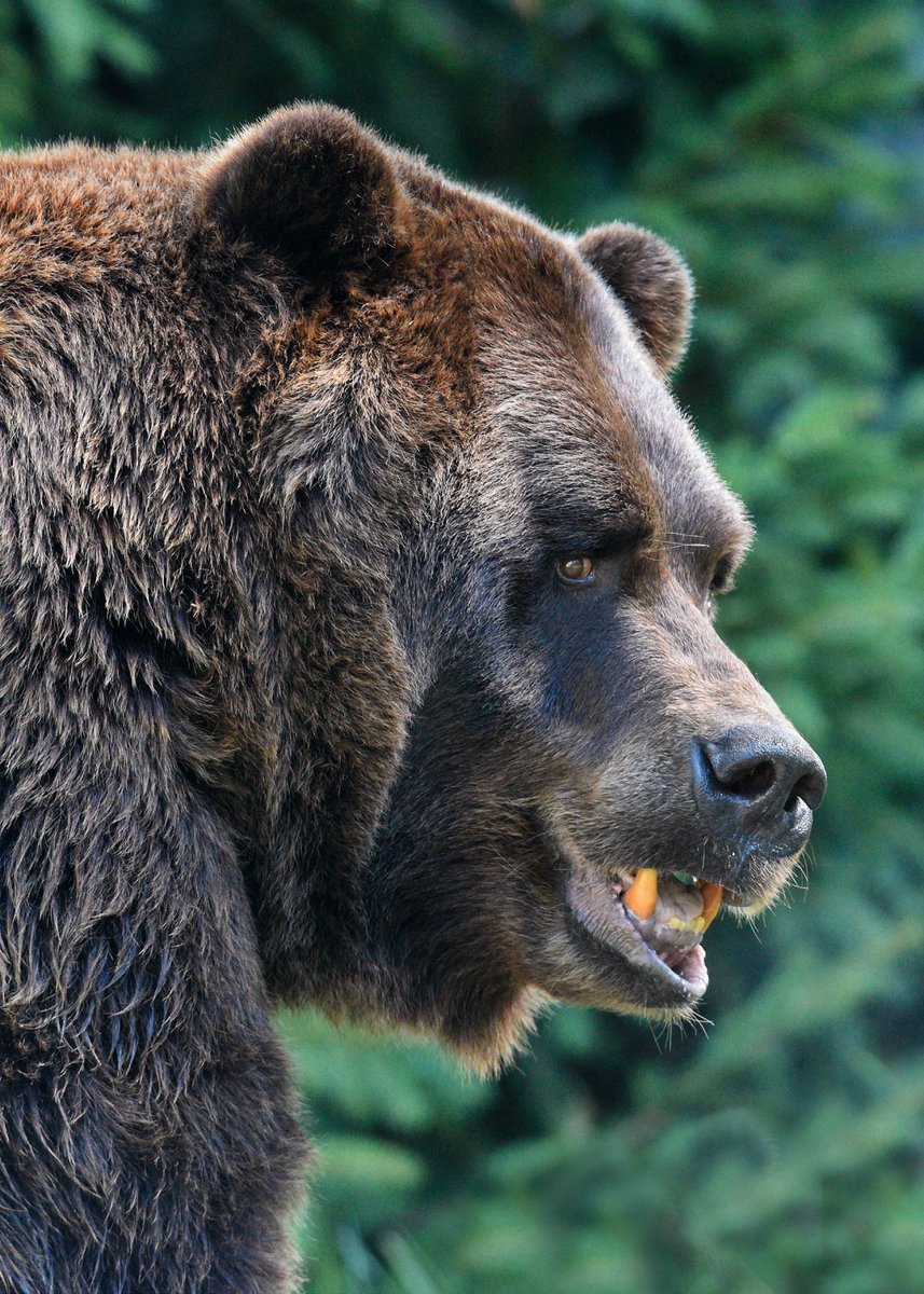 brookfield_zoo's tweet photo. The bite force of a human is around 120-150 pounds per square inch (PSI).

The bite force of a grizzly bear is around 1,200 pounds per square inch (PSI).

😲 https://t.co/GvLMzw2kOG