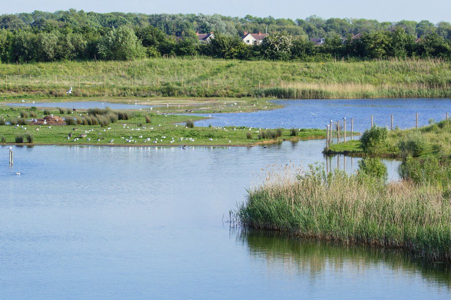 YorksNatureTourism (@visitynt) on Twitter photo Don't forget to help <a href="/YorksWildlife/">Yorkshire Wildlife Trust - follow us on Bluesky 🦋</a> name three new areas of <a href="/NorthCaveWet/">North Cave Wetlands</a> to celebrate it's 20th birthday this month. Get involved here ywt.org.uk/news/north-cav…
📷 Lawrence Davenhill Don't forget to help <a href="/YorksWildlife/">Yorkshire Wildlife Trust - follow us on Bluesky 🦋</a> name three new areas of <a href="/NorthCaveWet/">North Cave Wetlands</a> to celebrate it's 20th birthday this month. Get involved here ywt.org.uk/news/north-cav…
📷 Lawrence Davenhill