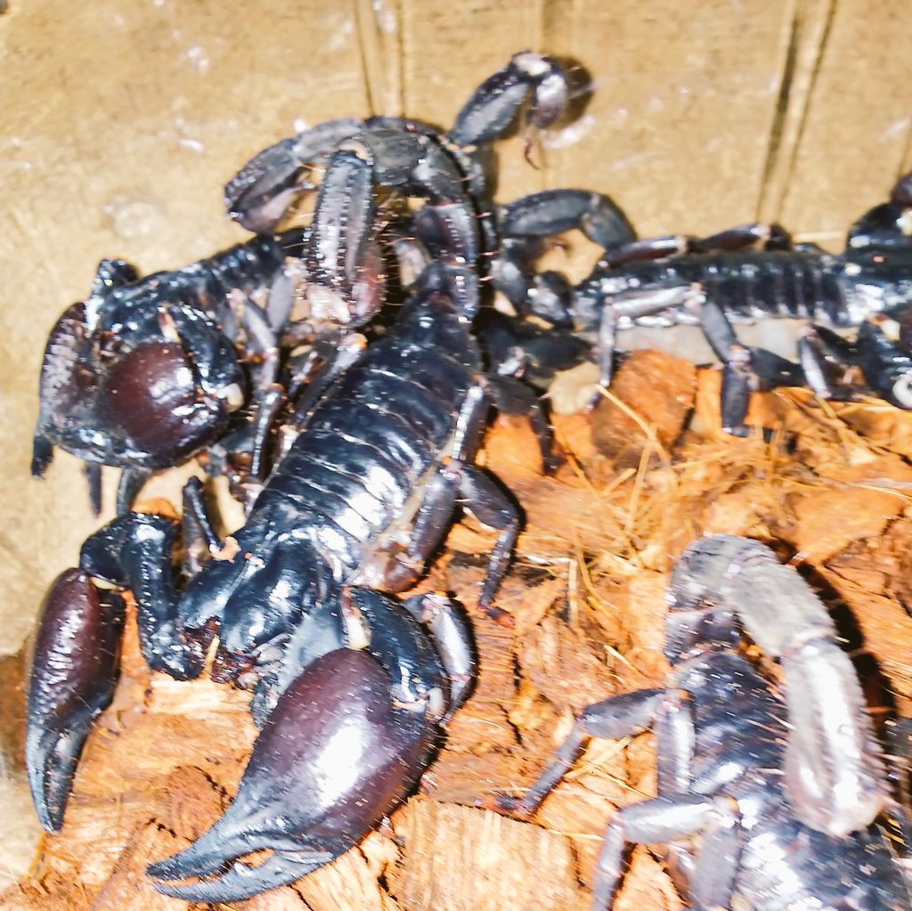 O Xrhsths 爬虫類 両生類専門店レプティリカス Sto Twitter チャグロサソリ Heterometrus Spp ベトナム産 Wc ヤングアダルト アダルト 売約済み お客様の注文で取りましたチャグロサソリです ベトナム便で定期的に大量に輸入される大型蠍で安価に取り引きされ O Xrhsths 爬虫類 両生類専門店レプティリカス Sto Twitter チャグロサソリ Heterometrus Spp ベトナム産 Wc ヤングアダルト アダルト 売約済み お客様の注文で取りましたチャグロサソリです ベトナム便で定期的に大量に輸入される大型蠍で安価に取り引きされ