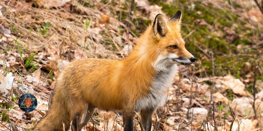 thefoxsdenhealz's tweet photo. Such an  incredible fox! https://t.co/3azrUK52UT

#fox #foxes #foxphotos #forestfox #forestfriends #wildlife #nature #naturephotography #wildlifephotography #foxphotography https://t.co/iPyWVG8LD6