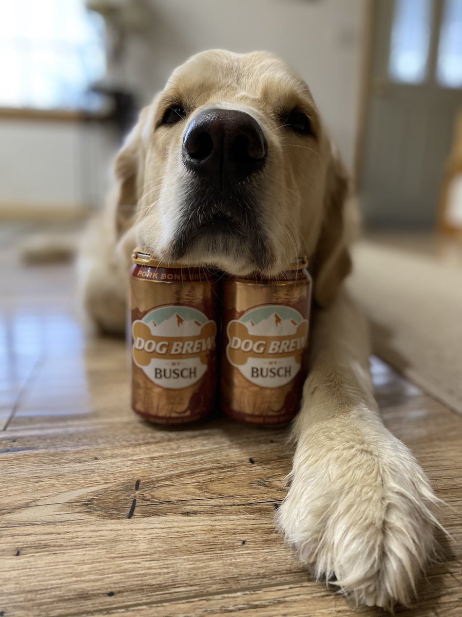 WalterTheGolden's tweet image. Best. Day. Ever. 
@BuschBeer @AnheuserBusch #dogbrew @darth @dog_rates