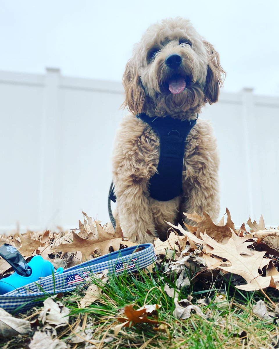 erikashych's tweet image. My week off is going to consist of a lot of walks with doodle. #staycation2020