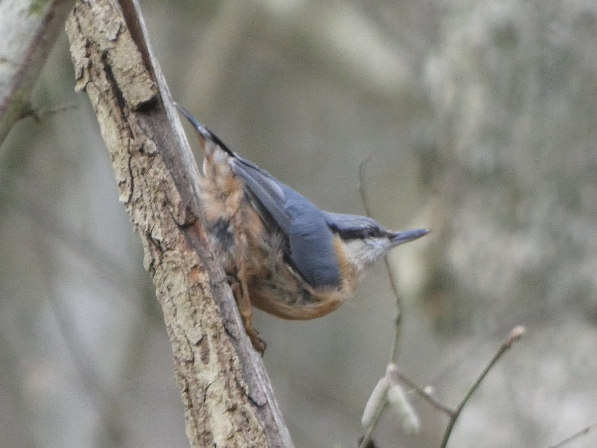 JamesTimms5's tweet photo. Obliging Nuthatch posed nicely, then waited while I took the camera out and took the pic. Not sure what had caught its attention as it wasn't watching me. @NatureUK @WestMidBirdClub @WestMidsBirding @WKWT #RytonWood #Warwickshire https://t.co/jZ92pT2yLT