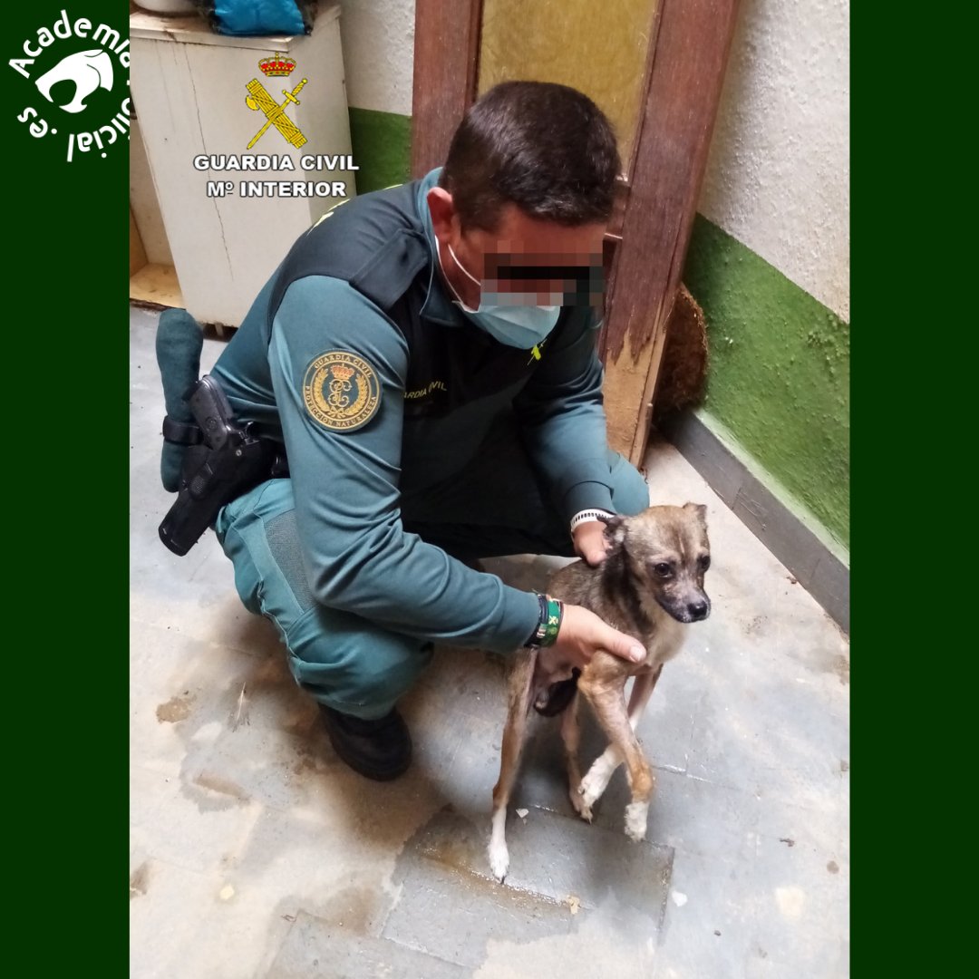 Todopolicia's tweet photo. Siempre defendiendo al más débil.
.
.
➡️Comparte, comenta, síguenos! ⬅️
.
.
✅#perros #perrosabandonados #perrosSOS #perrosmaltratados https://t.co/Clk1OCmOLS