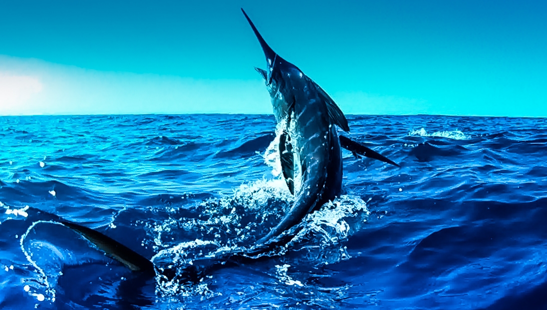 OceanTormenter's tweet photo. Your adventure with Team Tormenter starts now!
Sign up today to receive 10% off on your first purchase at https://t.co/Xj8uqxDd6H
#TEAMTORMENTER #TORMENTEROCEAN #TORMENTERAPPAREL #TORMENTERTACKLE
#MARLIN #STRIPEDMARLIN #TIGHTLINES https://t.co/yyGziZHYRa