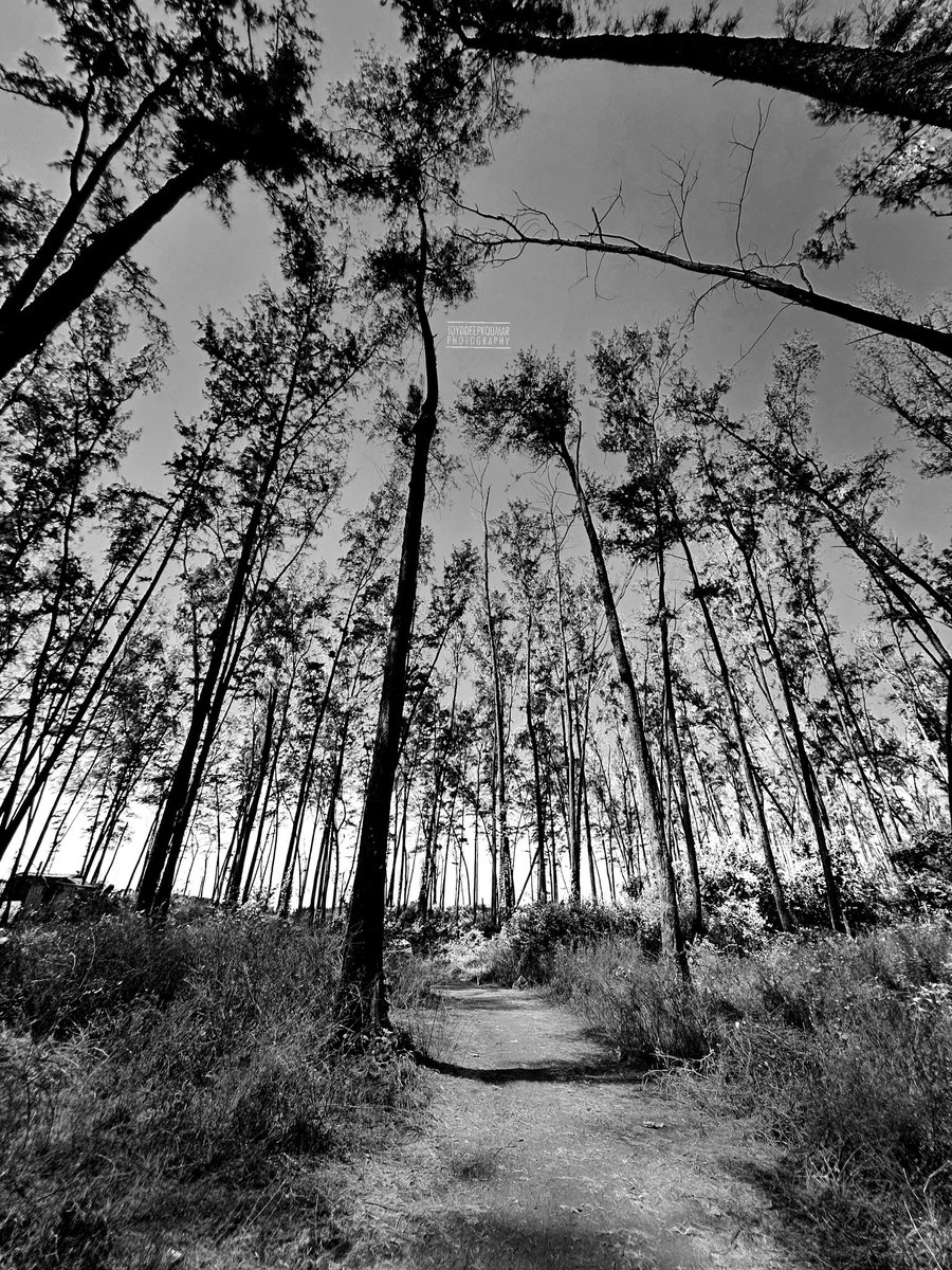 chaukidar_the's tweet photo. Forests are important. Its the only source of #oxygen which is the only source to make humans live. #growup #stopfellingtrees #trees #bnwphotography #blackandwhitephotography #joyddeepkqumarphotography #BoycottNetflix #sundayvibes https://t.co/fFMI4cLs9U