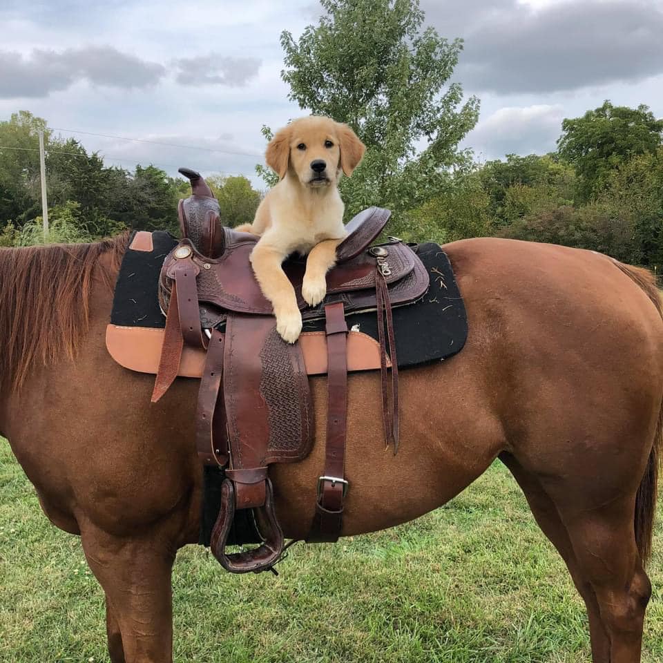 KansasGoldens's tweet photo. Ellie enjoyed a ride on her much larger brother High Flying last week! #goldenPuppies #GoldenRetrieverPuppies https://t.co/dEEqUe36uV
