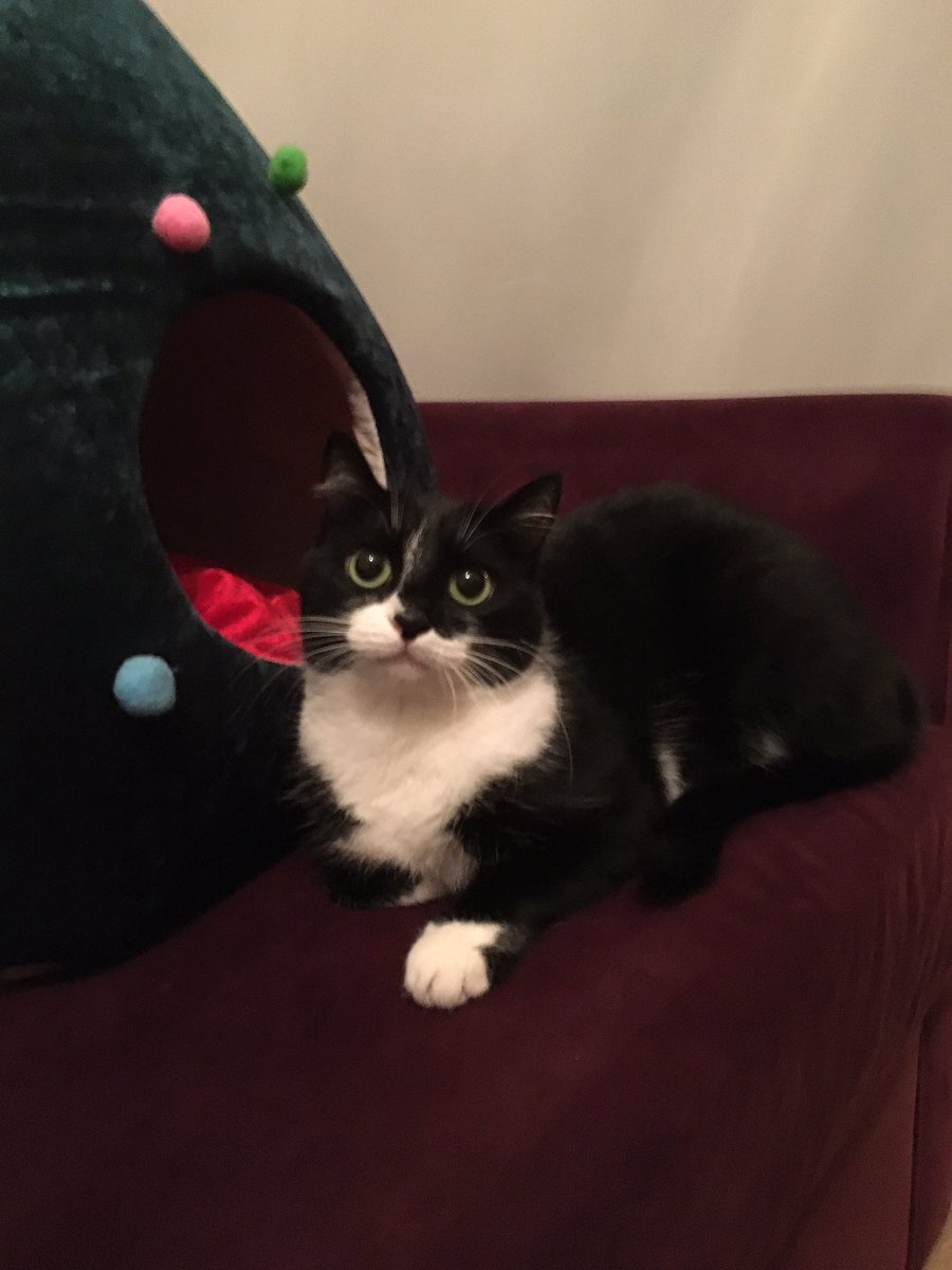 köpeğimle iyi geçinemediklerinden bu kızımı sahiplendirmek durumundayım aşıları tam yine de muayenesini tarafımca yaptırıp sahiplendireceğim yanındaki evini seviyor evini ve tuvaletini yanında vereceğim