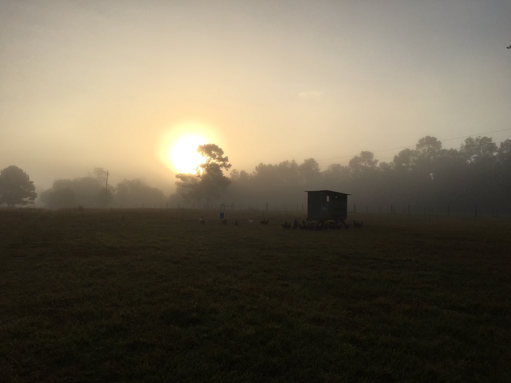 bfarms_tx's tweet photo. Early fam mornings are the best!  #farmscape #foggymorning #sunrise #farmlife #broussardfarmskirbyville #blessed https://t.co/NU1ruEv0Xo
