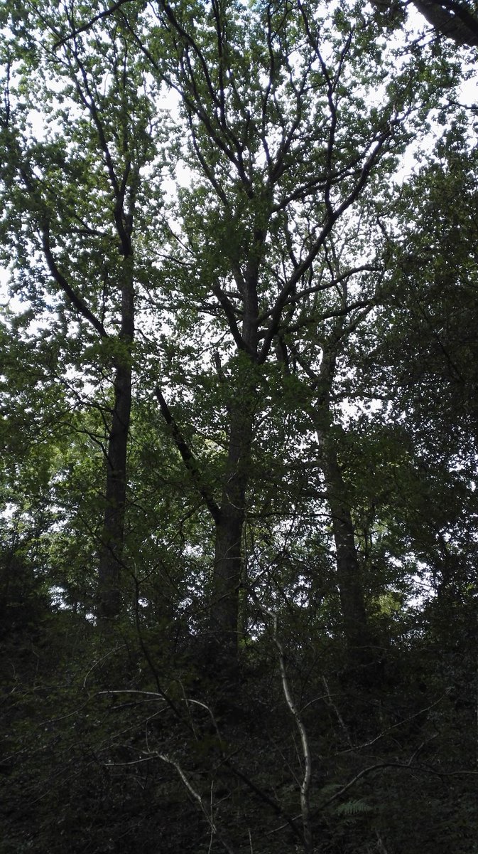 e2shareDe's tweet photo. Mit jedem Besuch & Abo auf unserem Youtube-Kanal unterstützt Ihr den #Natur- und #Klimaschutz in Deutschland. Wir freuen uns über Euren Besuch auf unserer Website https://t.co/KOVmzBmdYu!
#e2share #waldretten #naturschutz #jederbaumzählt #eachtreematters https://t.co/63rHLbRsEu