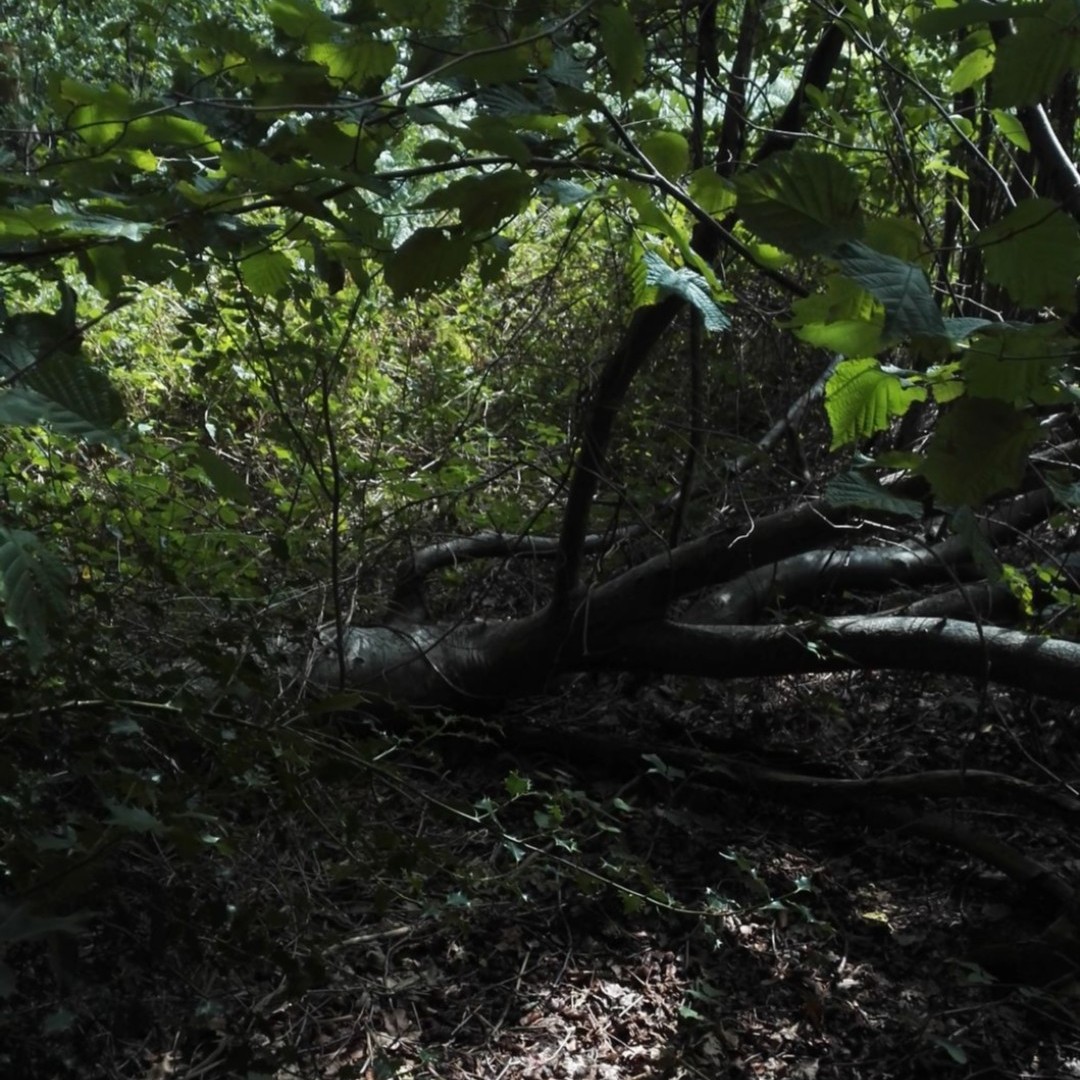 e2shareDe's tweet photo. Mit jedem Besuch & Abo auf unserem Youtube-Kanal unterstützt Ihr den #Natur- und #Klimaschutz in Deutschland. Wir freuen uns über Euren Besuch auf unserer Website https://t.co/KOVmzBmdYu!
#e2share #waldretten #naturschutz #jederbaumzählt #eachtreematters https://t.co/63rHLbRsEu