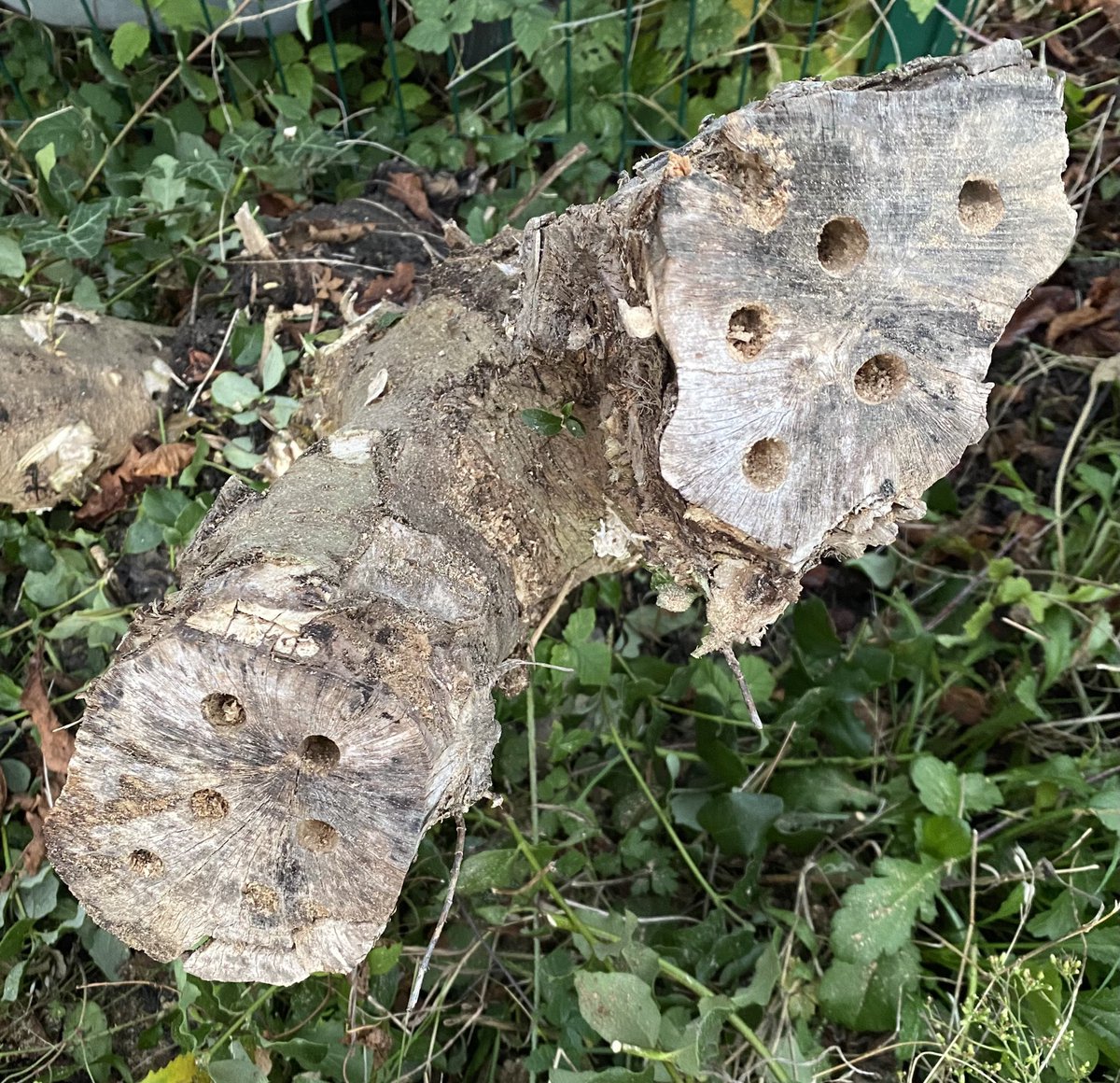 shewolfgirl70's tweet photo. A lovely dry day to do some weeding, bulb planting, poppy seed sowing, cutting back brambles, making a bee hotel &amp; a litter pick #workgarden #barrybados #gardening #savethebees #creamcrackerdnow https://t.co/cL6KETGTHe