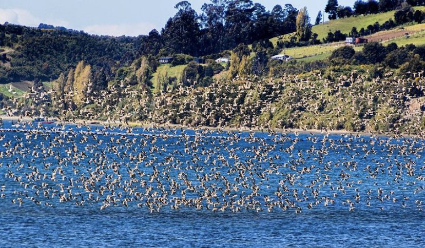 DefendamsChiloe's tweet photo. !!!ya están aquí !!!
Tremenda 📸 @chiloe_isla ♥️ , en #Pullao #Rilán
#BuenDomingo para tod@s
#ChiloéParaísoDeAvesMigratorias
@CECPAN @vigilantecosta @RedHumedalesCH @ChiloeOng @rrppcastro @Juaneduardoconc https://t.co/F0KZh0Lv2W