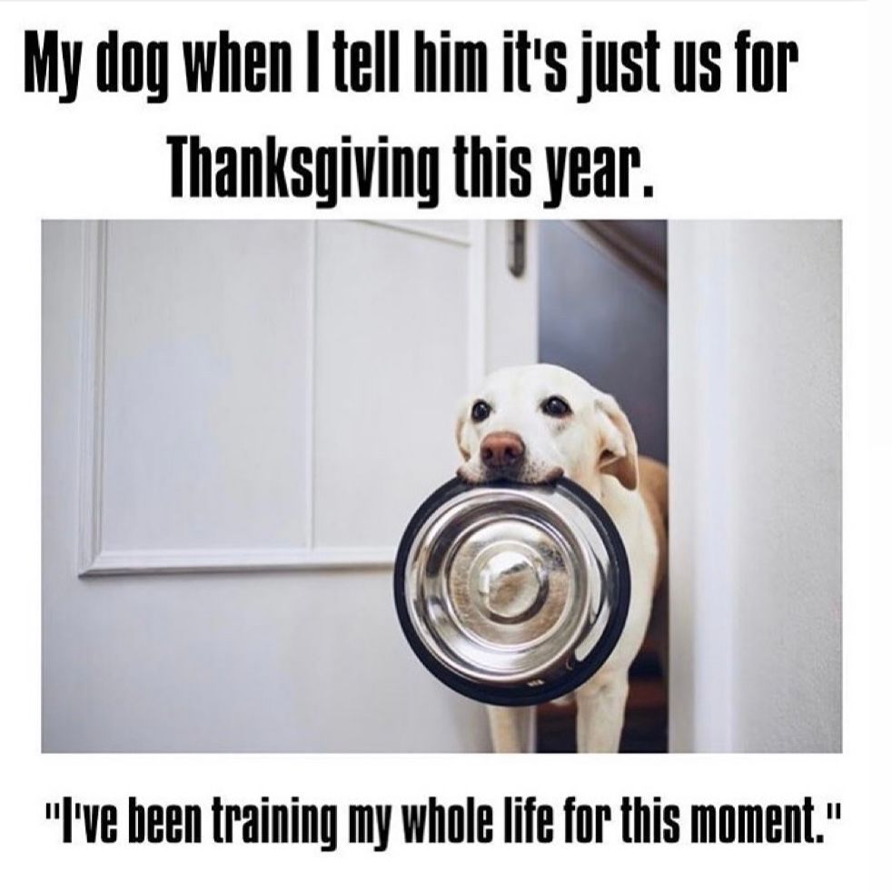 thanks dog meme