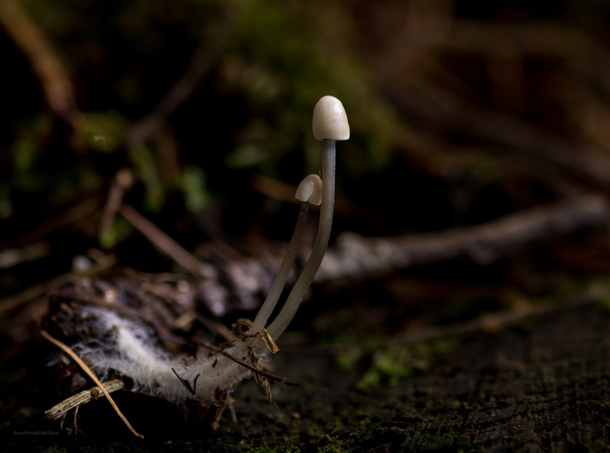 shakytripod's tweet photo. Tiny mycena #fungi with threadlike stems on small twig.The bundle of hyphae forming the mycelium (bottom left) visible when lifted out of leaf litter for pic.
Found in @WoodlandTrust s #Pontburn #woods today
@NEE_Naturalist @Britnatureguide @durhamwildlife @Chrysal08959925 https://t.co/9X9Apxic9C