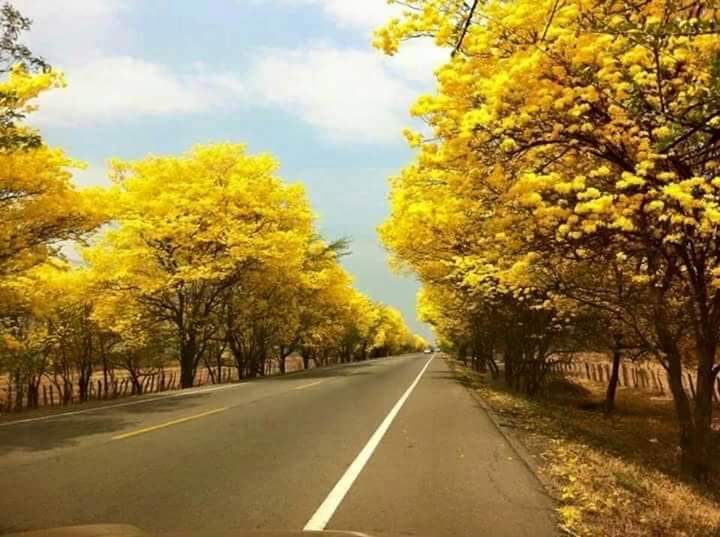 Guarico_Informa's tweet photo. Araguaneyes, en San Juan de los Morros, en la avenida que conduce a la Universidad Romulo Gallegos.  Venezuela florece a pesar de los pesares! https://t.co/HncivvkkOR