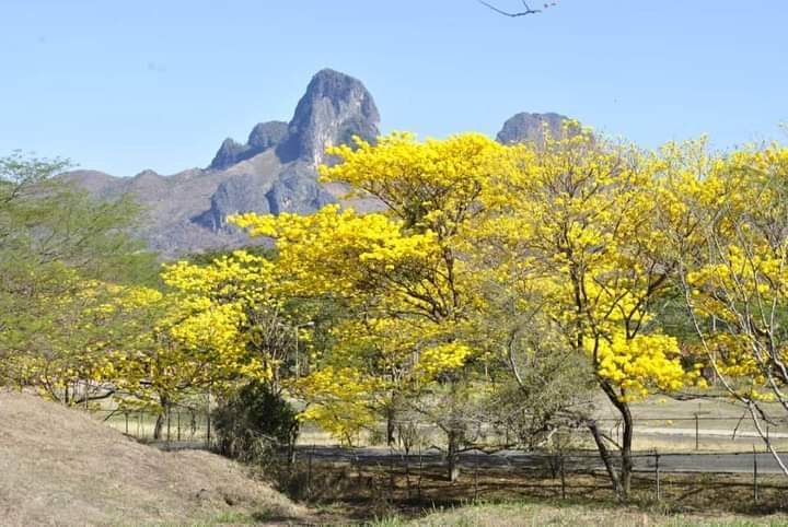 Guarico_Informa's tweet photo. Araguaneyes, en San Juan de los Morros, en la avenida que conduce a la Universidad Romulo Gallegos.  Venezuela florece a pesar de los pesares! https://t.co/HncivvkkOR