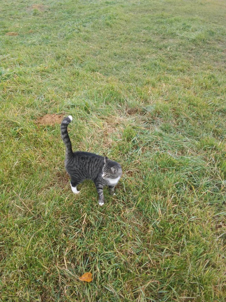 RanchEmu's tweet photo. * Hello from the outside * ๐ Tag looking through our living room window! While Tippy patrols the property with us! Have a wonderful Sunday!
#Montanaemuranch #emu #Emulove #emuoil #farmlife #ranchlife #Ranchanimals #cats #catscatscats #ranchhand #discoverkalispell https://t.co/eYkMLcxHWL