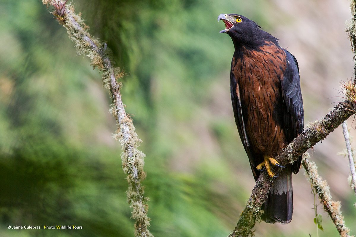Jaime_Culebras's tweet image. Una de las rapaces más majestuosas del mundo: Águila andina (#Spizaetus isidori) / One of the most majestic birds of prey in the world: Black-and-Chestnut Eagle (Spizaetus isidori). #Bird #eagle #aguila #conservation #wildlife #raptor #birding #Ecuador
instagram.com/jaime_culebras/