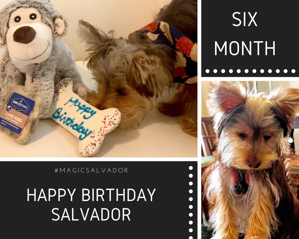 SalvadorsMagic's tweet photo. Celebrating my 6-Months #Birthday 🎂 with a #walkinthepark visiting #friends and getting #treats and #toys from my #papa @passion4motion #ChocolateYorkie 🐶#MagicSalvador #Yorkie #Yorkiepuppy #puppy #puppybirthday #happy #grateful #love ❤️ https://t.co/U8WavxTlon