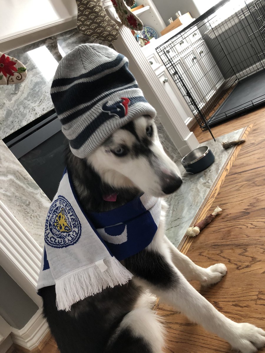 Nymeria the Texas husky is ready for two big games today! <a href="/NBCSportsSoccer/">NBC Sports Soccer</a> <a href="/PLinUSA/">Premier League USA</a> #MyPLMorning <a href="/LCFC/">Leicester City</a> <a href="/HoustonTexans/">Houston Texans</a> tinyurl.com/y56wm7sk