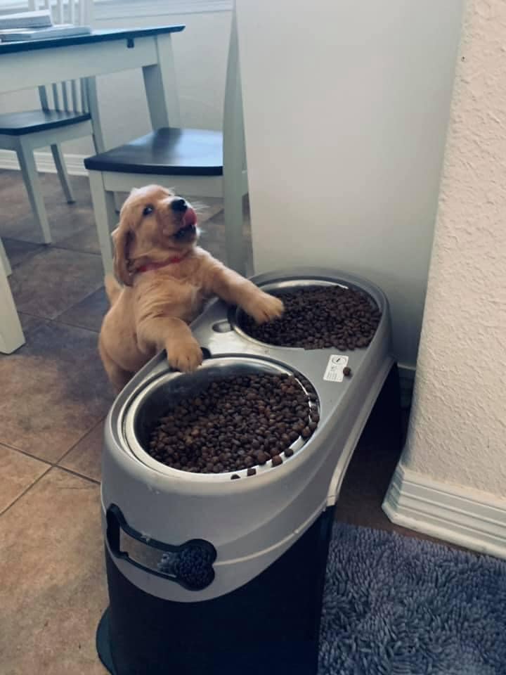 KansasGoldens's tweet photo. Caption this picture. #Champ #GoldenRetrieverPuppy https://t.co/54hdfPPf6u