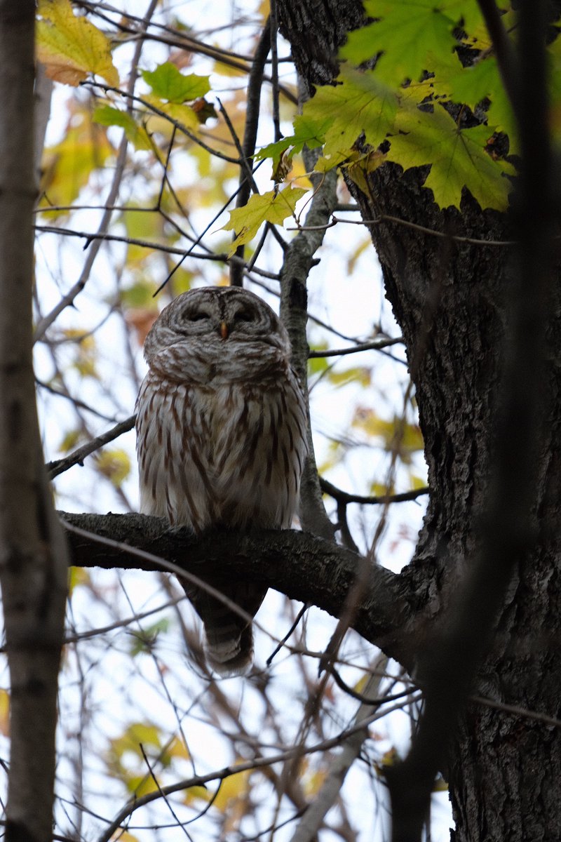 Rgrossma_'s tweet photo. @BirdCentralPark found Barry just south of The Hill. Off any trail in a more wooded area going down the slope to the lake https://t.co/6Kd3zaLYFI