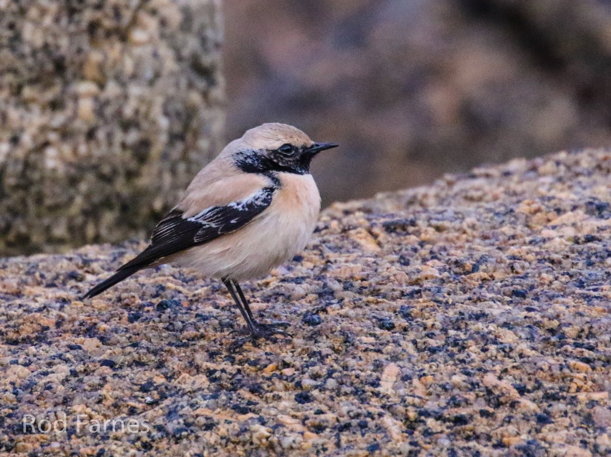rodfarnes's tweet photo. Desert Wheatear at Penberth, a little beauty, late afternoon when i saw it, light going, so pics not so good! https://t.co/yUvES7AhOT