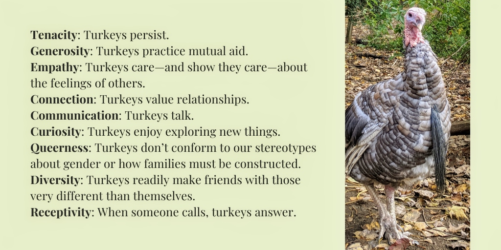 VINEsanctuary's tweet photo. Pete is a very important member of our community. He regularly converses with people of many species, including humans and wild turkeys. He grieves the death of his brother Repeat, but has drawn closer to his many hen friends. We all could learn a lot from Pete and other turkeys! https://t.co/9UomIs5n0S