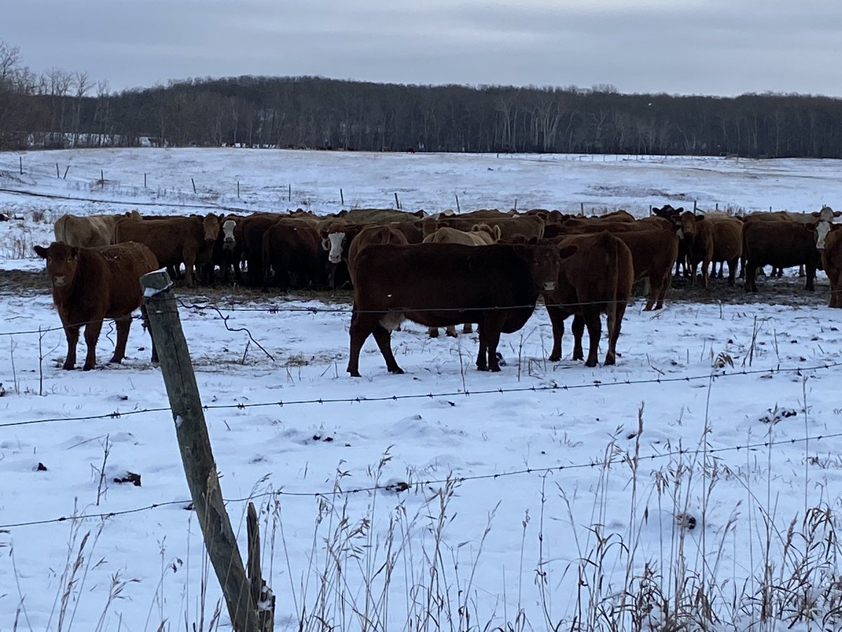 It’s herd dispersal sale week for LBD Livestock!

100 crossbred cows and heifers to sell Nov 26 at Heartland Livestock in Brandon.

Cows bred Black Angus, Red Simmental and Charolais.  Heifers bred Red Angus.

Home raised, quiet herd, mid Feb calving date.