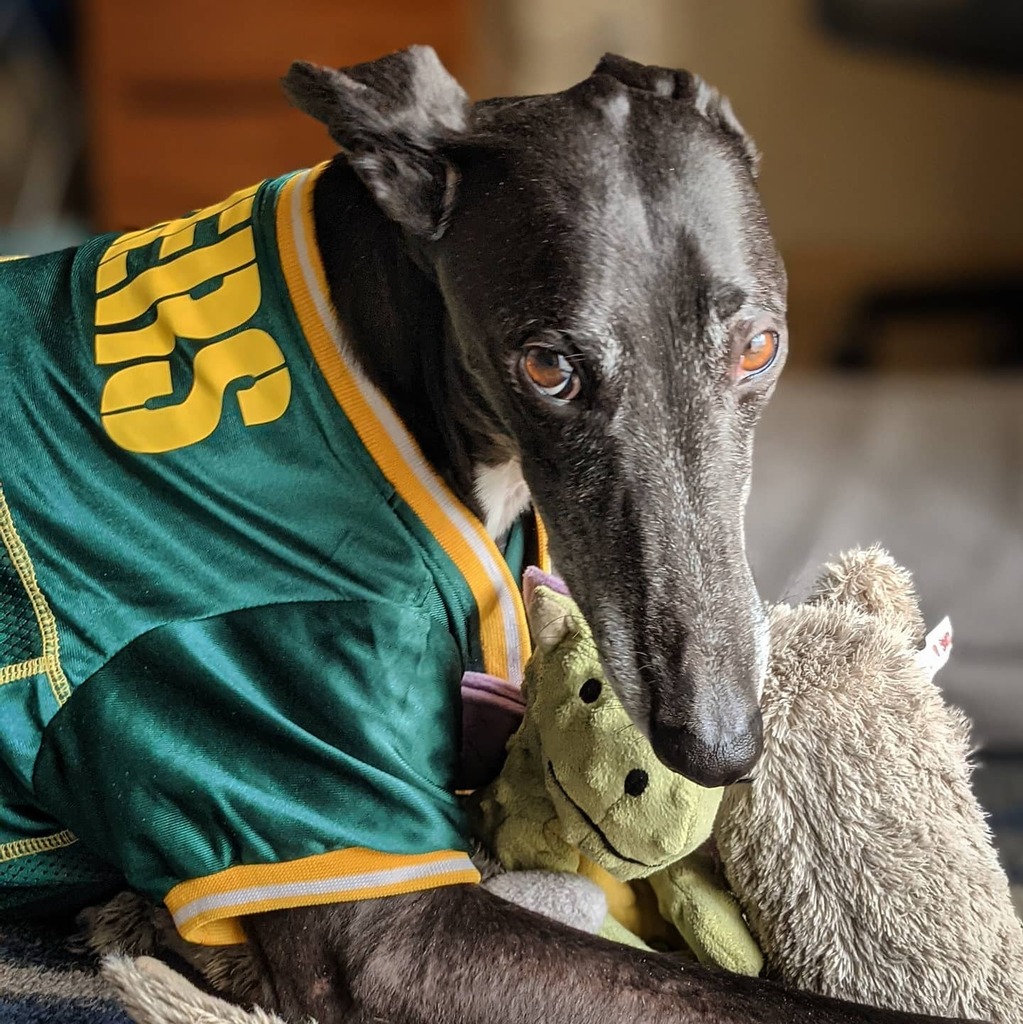 boscohouse's tweet photo. No. You can't play with my Toys. #greyhound #greyhoundlove #retiredgreyhound #dogsofinstagram #greyhoundsofinstagram #greyhounding #toys #gopackgo https://t.co/kpyJvLusG7 https://t.co/pU3EvkBkhn