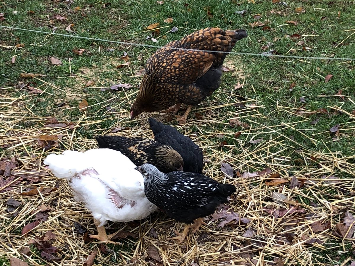 Cracker the chicken tweet media