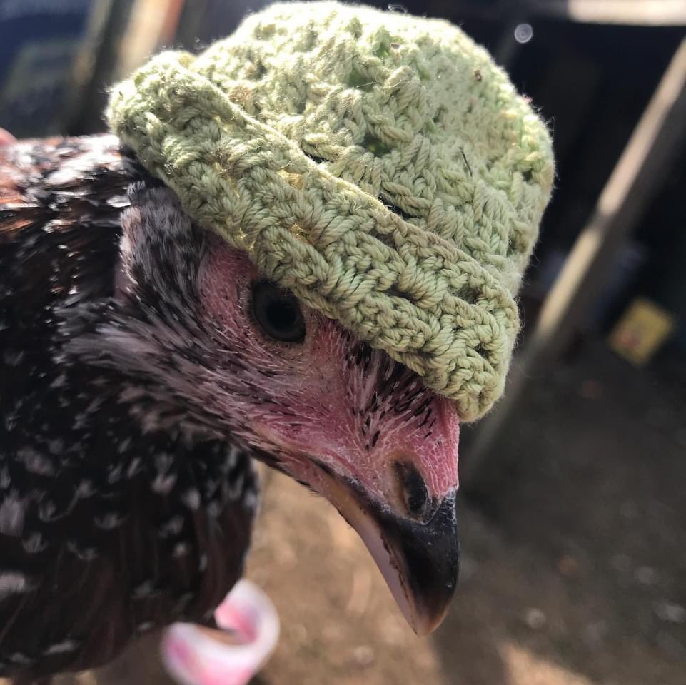 sometimesyoufly's tweet photo. Meanwhile, my reasonable former teacher / current painter aunt is having fashion shows with her chickens. And it’s...the greatest? https://t.co/8t3UMaXmDc