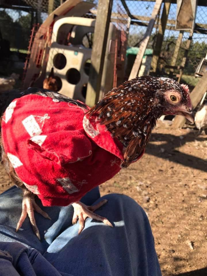 sometimesyoufly's tweet photo. Meanwhile, my reasonable former teacher / current painter aunt is having fashion shows with her chickens. And it’s...the greatest? https://t.co/8t3UMaXmDc