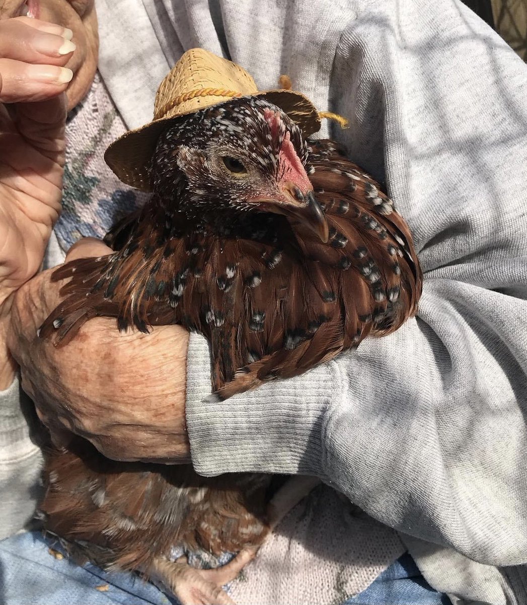sometimesyoufly's tweet photo. Meanwhile, my reasonable former teacher / current painter aunt is having fashion shows with her chickens. And it’s...the greatest? https://t.co/8t3UMaXmDc