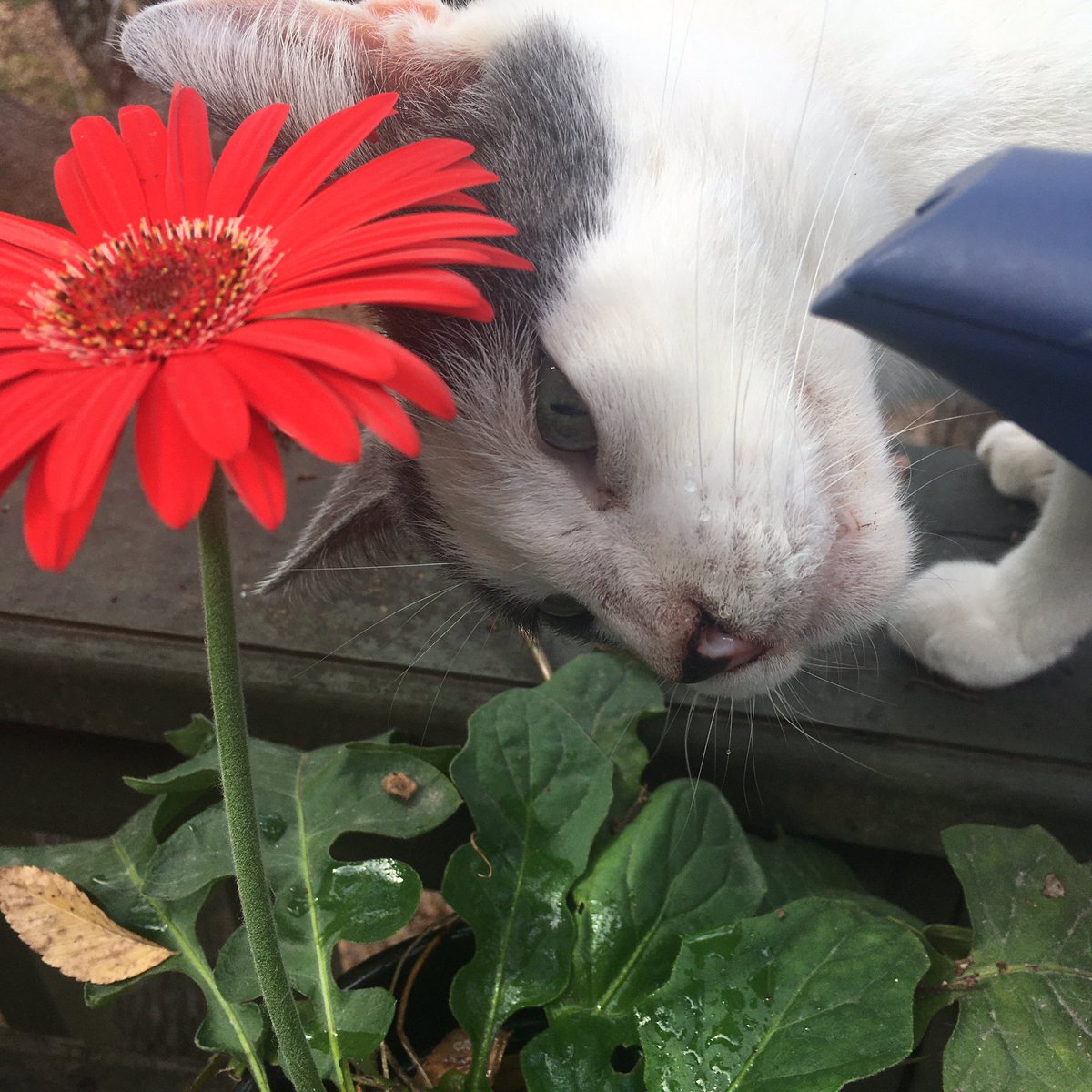HarmonyUnlimted's tweet photo. Salty just loves drinking the water from the watering can every day. A new red gerbera made this scene irresistibly cute! #CatsOfTwitter #texascats #gerberadaisy #redgerbera https://t.co/ZuXWIpN3rN