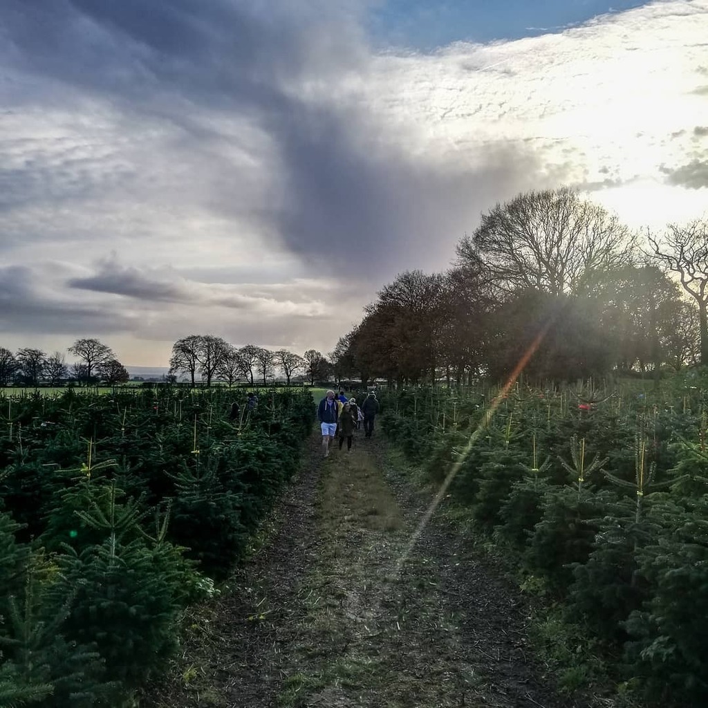 It was lovely to see you all enjoying yourselves in the plantation this weekend! The barn will be open for cut trees from Thursday 🌲#woolleyedgechristmastreefarm #christmastreefarm #realtree instagr.am/p/CH5s65-gX6I/