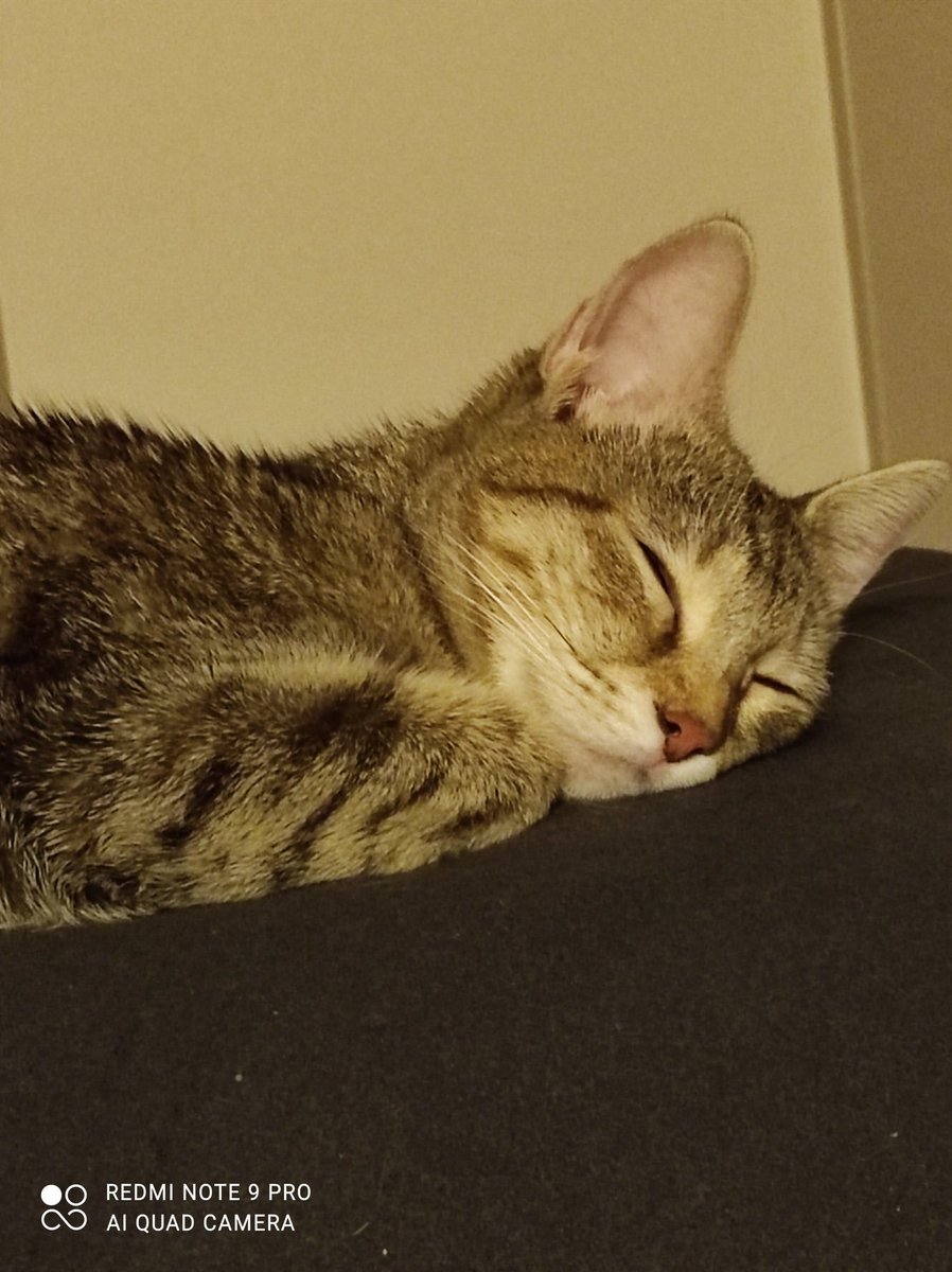 Hayvanlara yapılan her türlü zulüm eziyet işkence tecavüz cezalandirilmali .hayvanlar satilmamali avlanmamali #YasaHemen