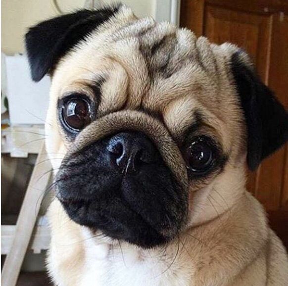 Louis as a pug - a thread