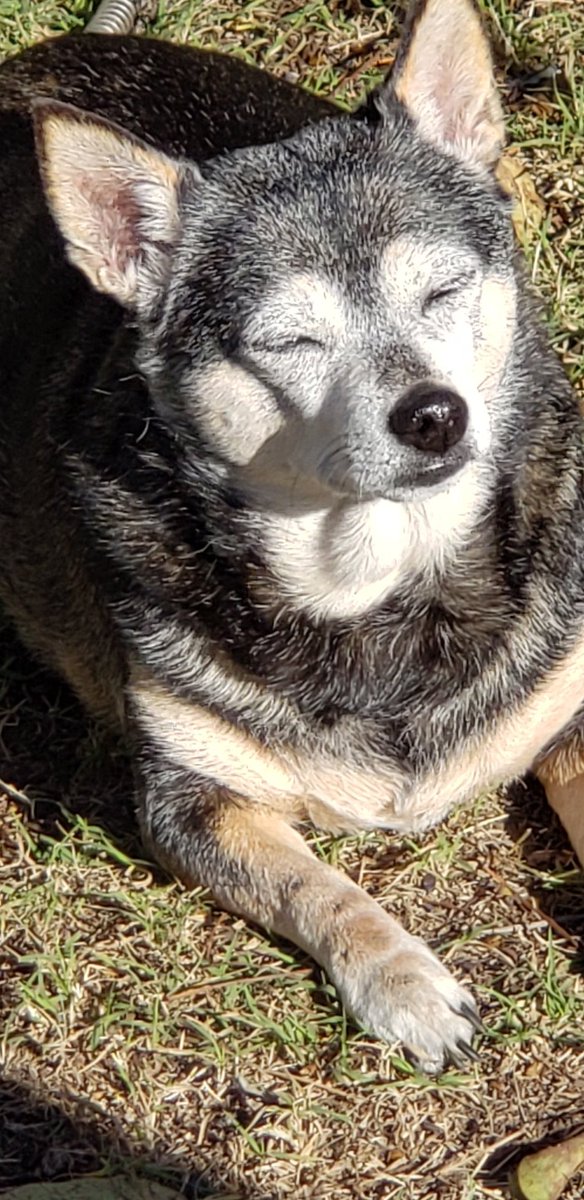 Anonscoobs's tweet photo. Sunbathing https://t.co/mWMWYUi8L2