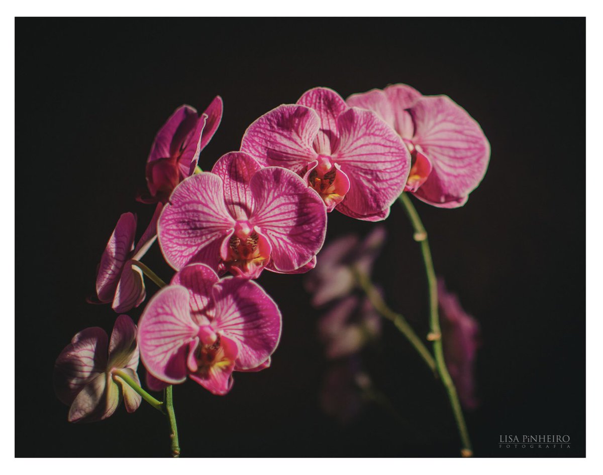 lisapinheiro's tweet photo. You’re making me blush orchids! New print available here: https://t.co/LkvYTMVSmJ #orchids #photography #lisapifoto #flowers #forografia #christmasgifts #christmasgiftsideas https://t.co/WDuRPNJMrb