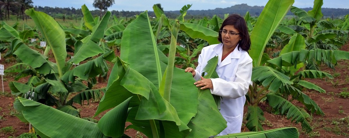 IITA_CGIAR's tweet photo. I’m dreaming of the day when farmers will start growing #GenomeEditing for disease resistance #banana varieties. They will get enough food &amp; banana to sell. And that day, I can say ‘goal achieved’-@Leena_Tripathi
https://t.co/jDGFUBI1HZ [Watch from 1:12:12]
#SSA2 #TheUnbelievable https://t.co/IkJZzZyToC