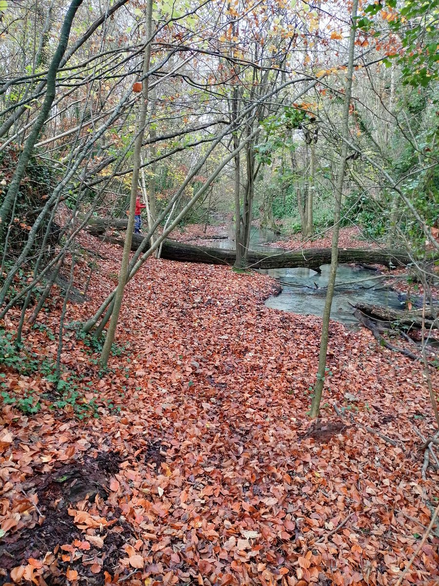AimeeJones01's tweet photo. Beautiful morning woodland walk. So lucky to have such beautiful countryside within walking distance. #familytime #relaxation #muddybottom #fall https://t.co/LiVKuiPfiX
