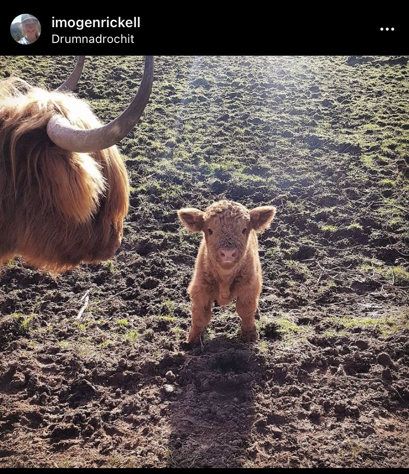 bethisisme's tweet photo. Ok, Timeline cleanse! I think we need this today! A wee coo and its mum. Credit to Imogen Rickell (this is a screen grab from her Instagram account, I donโt think she has Twitter #weecoo https://t.co/Y5AORYWcSU
